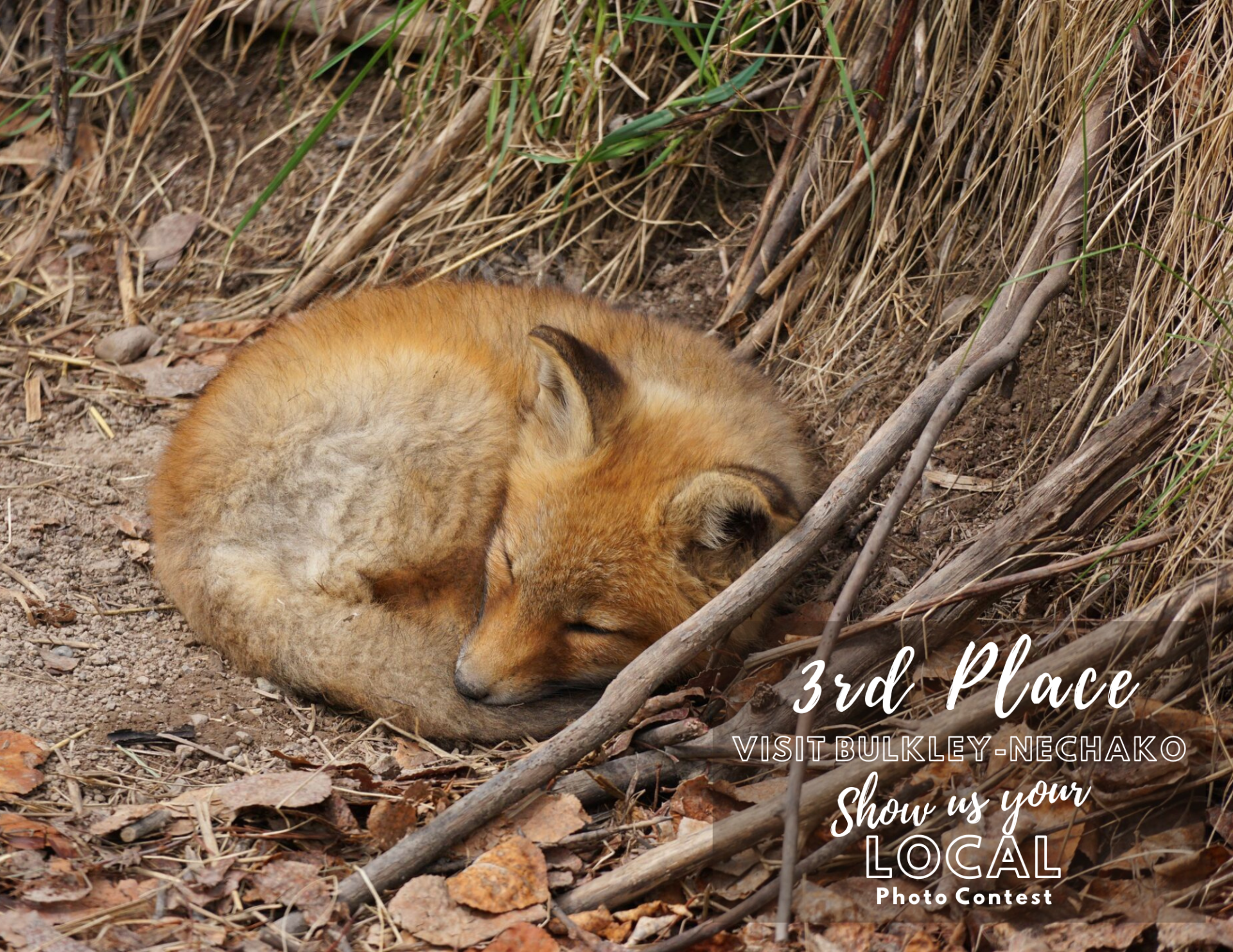 2025 Photo Contest 3rd Place (1).png